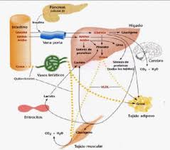 Estilo de vida con medicamentos para acelerar el metabolismo
