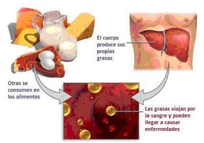 Funcion de los esteroides en el cuerpo humano