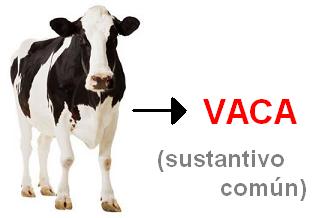 Vaca es un ejemplo de sustantivo 