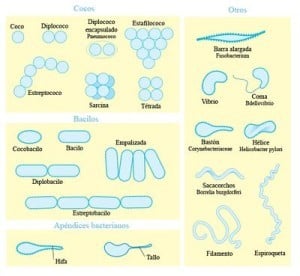 Ejemplos de bacterias, características