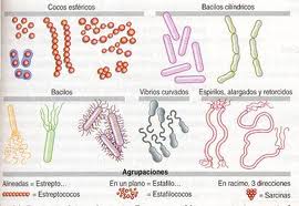 Ejemplos de bacterias, morfología
