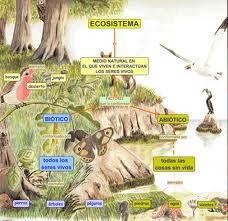 Ejemplos de ecosistemas, descripción