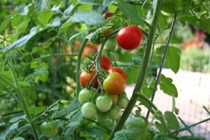 Plantar tomates como sembrar