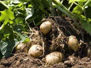Siembra de patatas:  como se hace