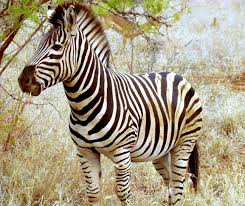 Cebra o zebra se escribe con “c” o con “z”