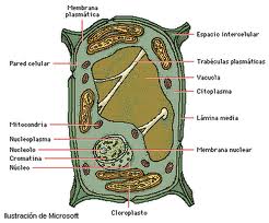 Célula vegetal y sus partes:  Membrana plasmática