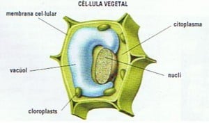 Célula vegetal y sus partes: la pared celular