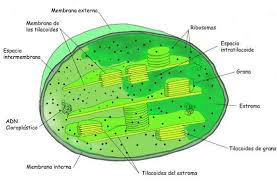 Célula vegetal y sus partes:  la pared celular Cloropolastos