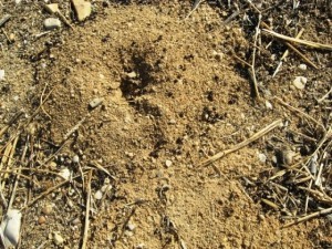Cómo eliminar las hormigas De fuego del jardín