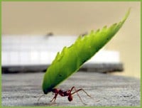 Cómo eliminar las hormigas exploradoras de la cocina