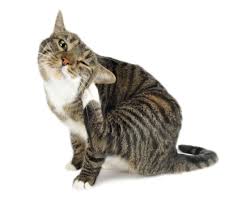 Cómo eliminar las pulgas De gatos
