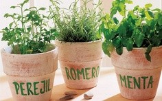 Plantas aromáticas:  cómo cultivarlas