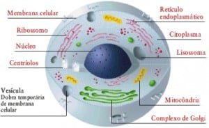 Quién descubrió la célula: la teoría celular 