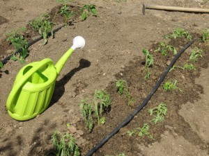 Cómo plantar tomates : El riego