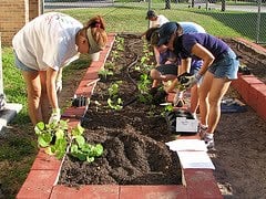 Cómo plantar tomates:  La preparación del suelo