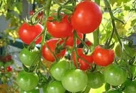 Cómo plantar tomates las plántulas o las semillas