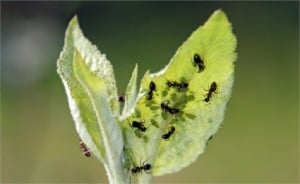 Eliminar hormigas De las plantas