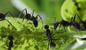 Eliminar hormigas Del jardín