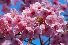 Flor de cerezo en Japón