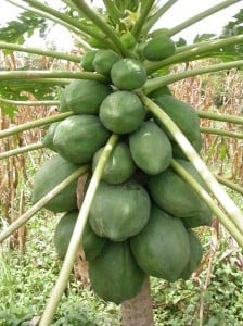 Frutas tropicales:  papaya
