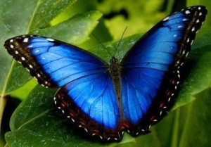 Mariposas azules y sus variedades:  morpho azul