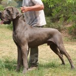 Perros gigantes y sus nombres (Dogo alemán)