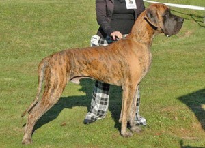 Raza de perro más grande:  el dogo alemán