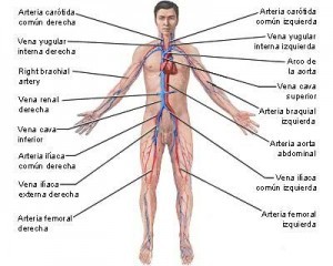 Órganos del cuerpo humano Del aparato circulatorio