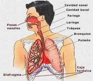 Órganos del cuerpo humano Del aparato respiratorio