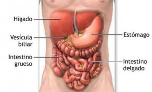 Órganos del cuerpo humano del aparato digestivo