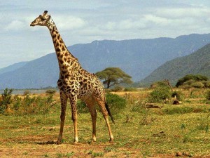 Jirafa o girafa