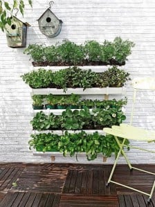 Cómo hacer jardines verticales 