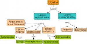 Cómo se clasifican los lípidos 