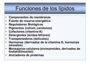 Función de los lípidos en el organismo 