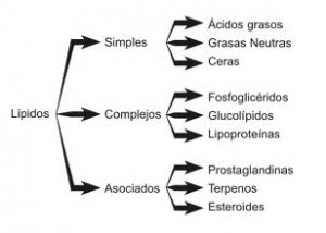 Grupo funcional de los lípidos 
