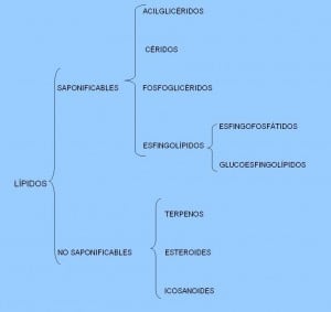 Grupo funcional de los lípidos