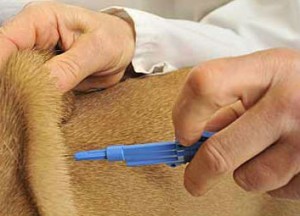 Cómo inyectar a un perro 