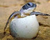 Cómo nacen las tortugas 