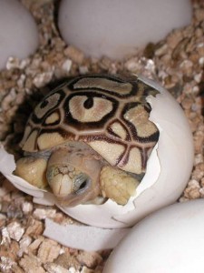 Cómo nacen las tortugas 