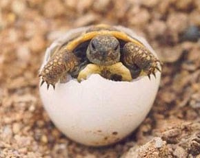 Cómo nacen las tortugas